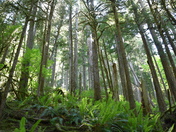 OIympic National Park