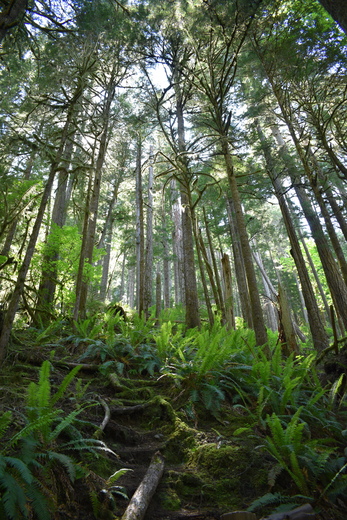 OIympic National Park