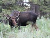 Sunrise Campground--Uintah, Wasatch Cache National Forrest, Utah