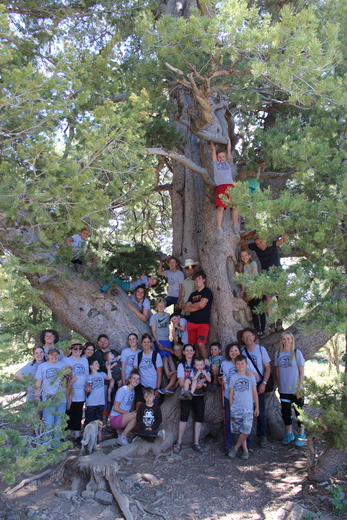 Limber Pine Trail