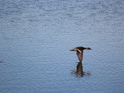 Malheur National Wildlife Refuge