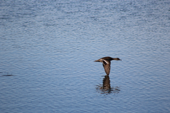 Malheur National Wildlife Refuge