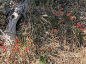 Channel Islands National Park