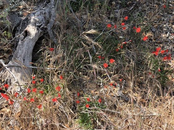Channel Islands National Park