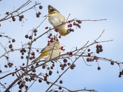 Pine Grosbeak