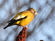 Evening Grosbeak