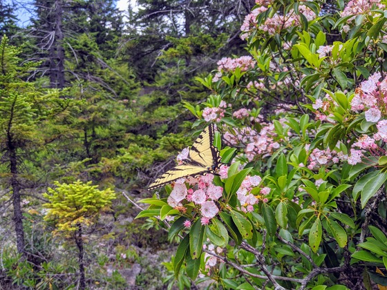 Spruce-Knob Seneca Rocks National Recreation Area