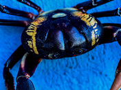 Wall crab