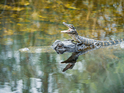 Everglades National Park