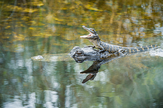 Everglades National Park