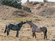 Theodore Roosevelt National Park