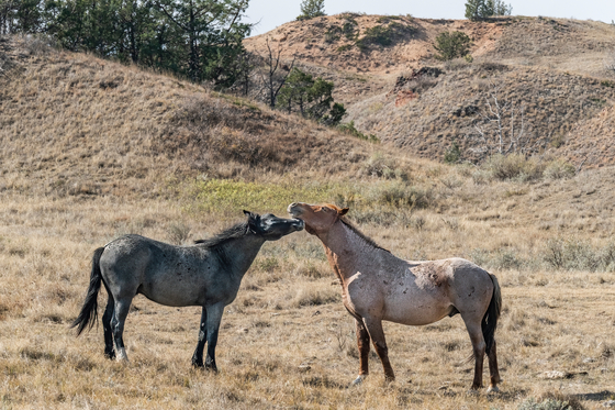 Theodore Roosevelt National Park