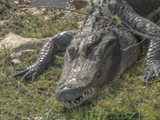 Big Cypress National Preserve