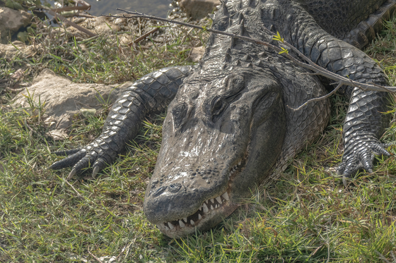 Big Cypress National Preserve