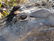 Big Cypress National Preserve