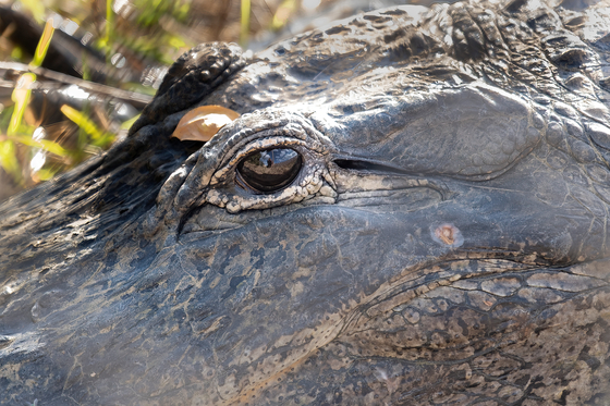 Big Cypress National Preserve