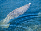 Crystal River National Wildlife Refuge