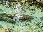 Crystal River National Wildlife Refuge
