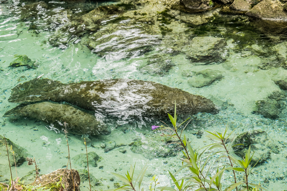 Crystal River National Wildlife Refuge