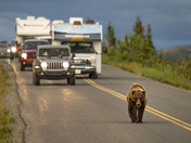 Denali National Park 