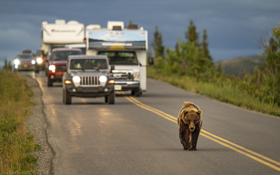 Denali National Park 