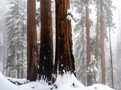 Sequoia National Park