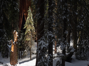 Sequoia National Park