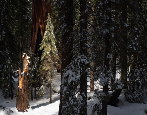 Sequoia National Park