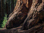 Yosemite National Park