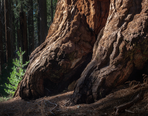 Yosemite National Park