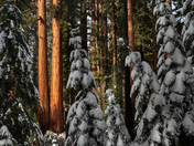 Sequoia National Park