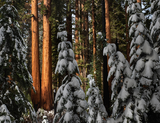 Sequoia National Park