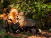Red Fox mom and cubs