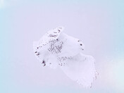 Snowy Owl