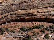 Natural Bridges National Monument