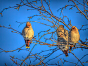 Backyard Visitors
