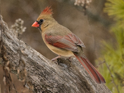 Northern Cardinal