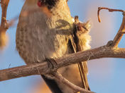 Hummingbird waves