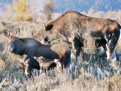 Grand Teton National Park