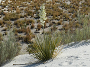 White Sands National Park