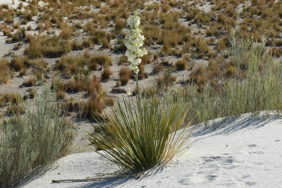 White Sands National Park