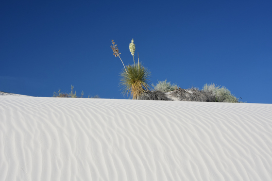 White Sands National Park