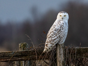 The Snowy Owl Stare