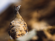 Ptarmigan in the Mountains