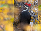 Woodpecker in Autumn
