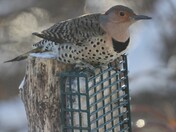Northern Flicker