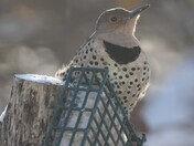 Northern Flicker