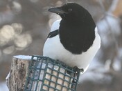 Magpie