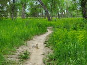 Theodore Roosevelt National Park