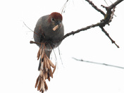 life of the Grose beak 